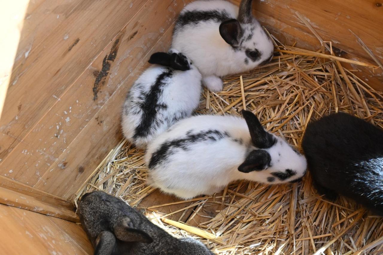 Quinta Ecologica Da Peneda Agroturismo By Peneda Ecofarm اركوس دي فالديفيز المظهر الخارجي الصورة