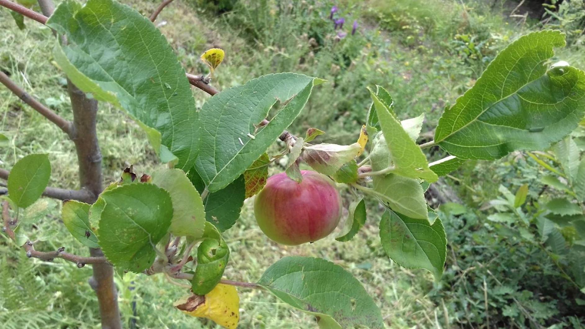 Quinta Ecologica Da Peneda Agroturismo By Peneda Ecofarm اركوس دي فالديفيز المظهر الخارجي الصورة